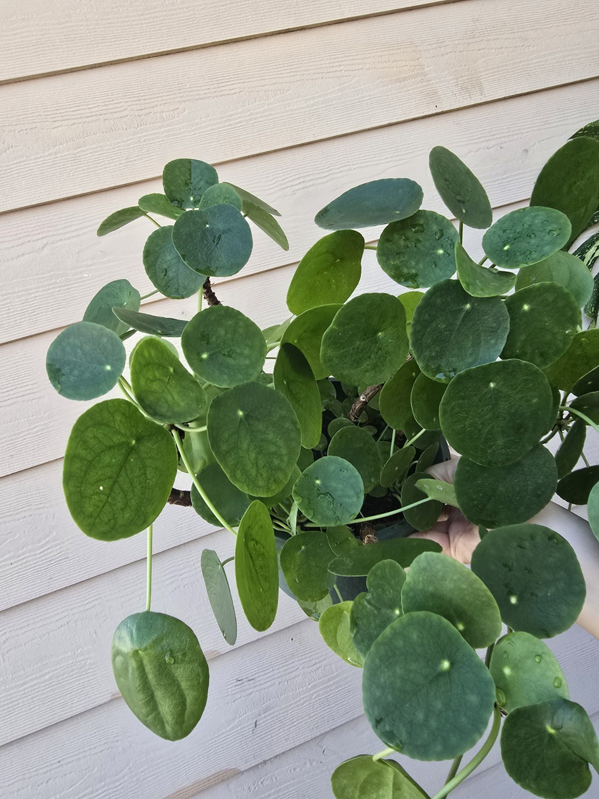 8″ pot Pilea Peperomioides | Chinese Money Plant | UFO | Peperomia live plant