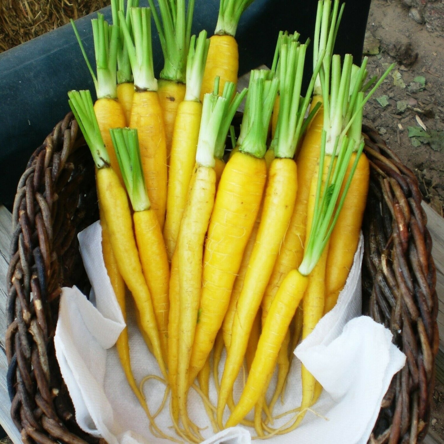 2,000 Heirloom Long Yellow Carrot Seeds – Organic NonGMO – Sweet & Tender!
