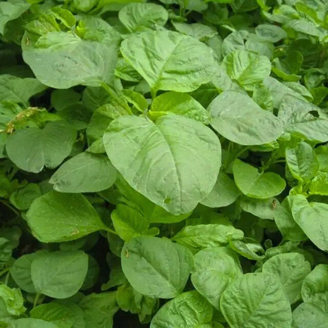 Fresh Green Leaf Amaranth Seeds | Lu Hsien | Heirloom Non-GMO | Asian Vegetables
