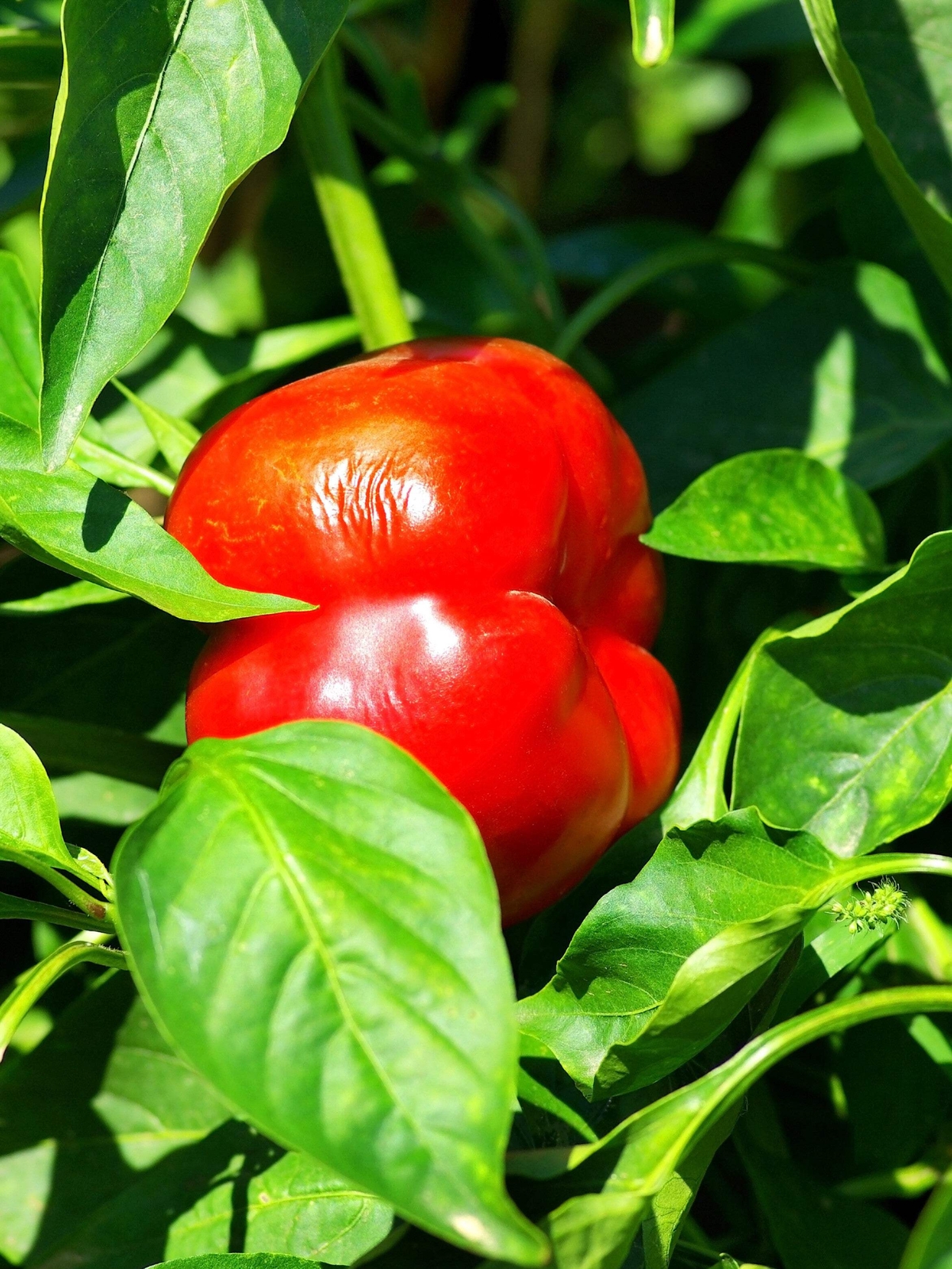 100 PIMENTO PEPPER Red Sweet Pimientio Italianelle Roasting Frying Capsicum Seed