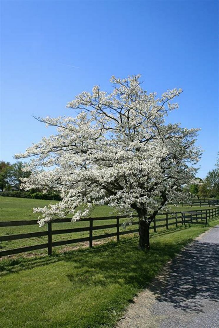 Flowering White Dogwood Tree Qty-16 Propagation unrooted Cuttings