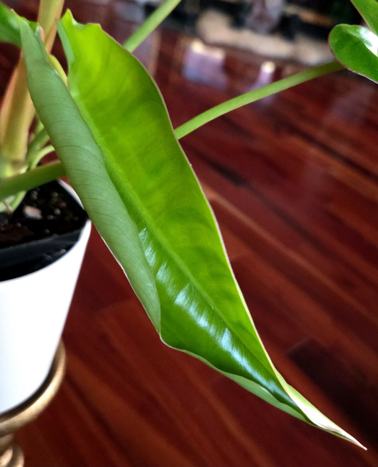RARE Philodendron Billietae X Sagittafolium Pink Flushed 21″ Wide Not Monstera