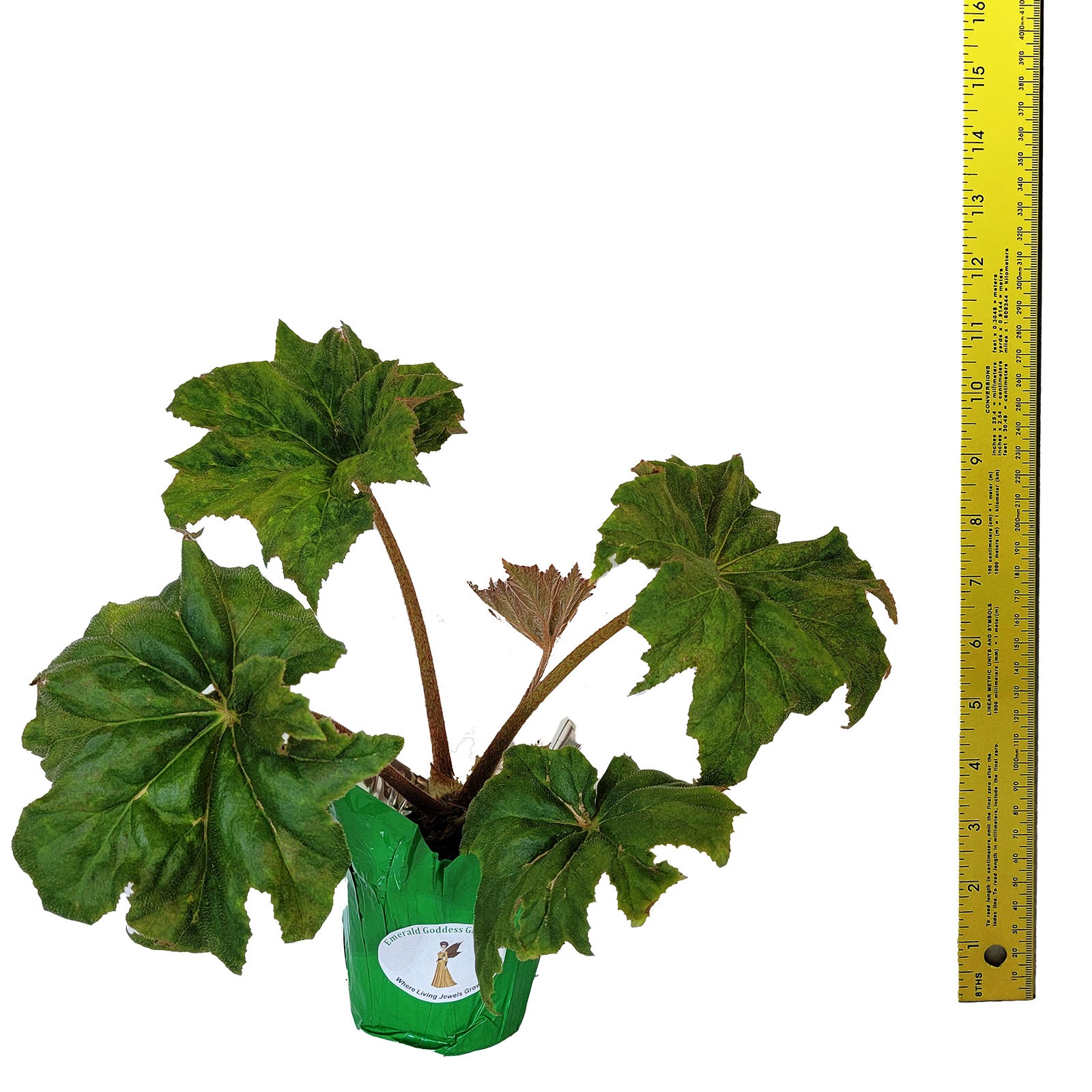 BEGONIA HERCULES heracleifolia Shade Garden Live Plant Huge Leaf Pink Flower