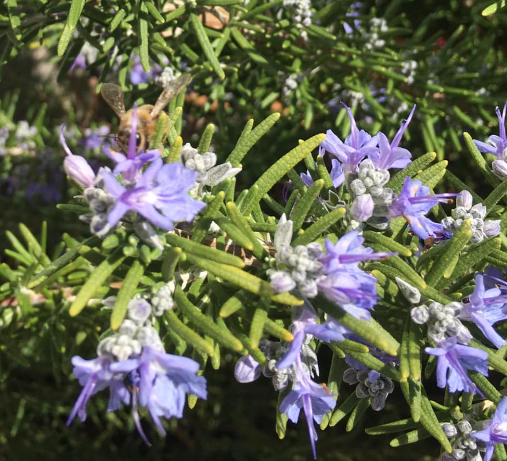 3 Tuscan Blue Rosemary Plants Live, 3–5″Tall, Evergreen Garden Herb, Ship No Pot