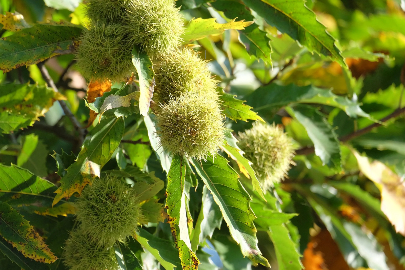 Sweet Chestnut Tree (European x Japanese Hybrid) Seeds – For 2026 Planting