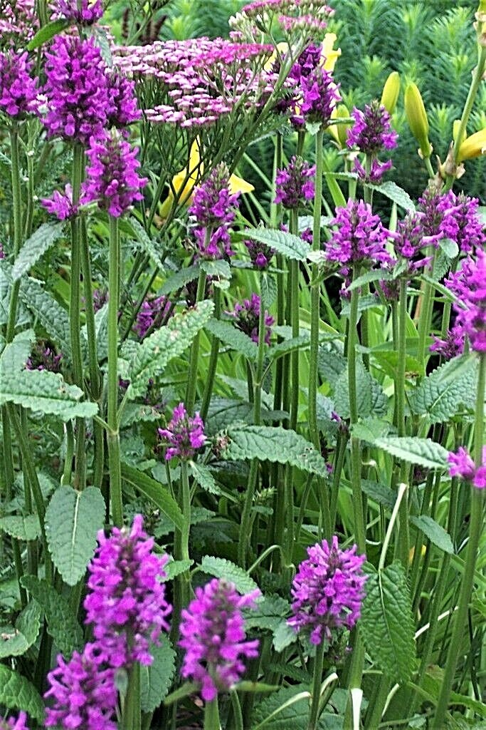 Wood Betony stachys officinalis Hummelo 2 mature plants