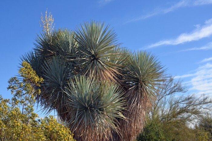 10 BLUE YUCCA TREE SEEDS (Yucca rigida) Exotic “RARE” Agave Cold Hardy~Zone 5