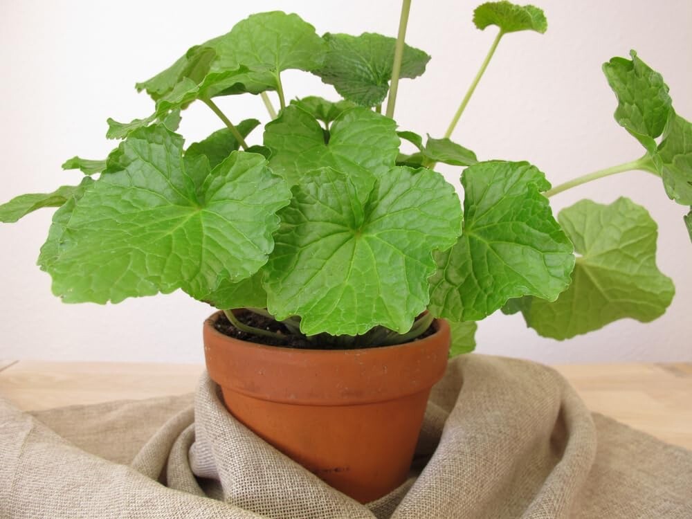 5 Japanese Wasabi Root Seeds for Planting – Wasabia japonica