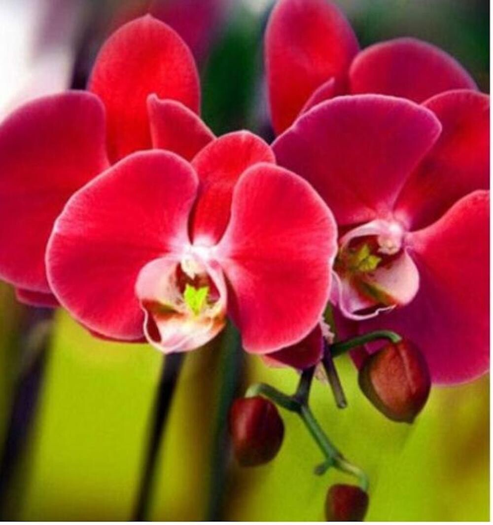 20 SEEDS for Red ORCHID rare flower bloom garden exotic house plant USA Seller