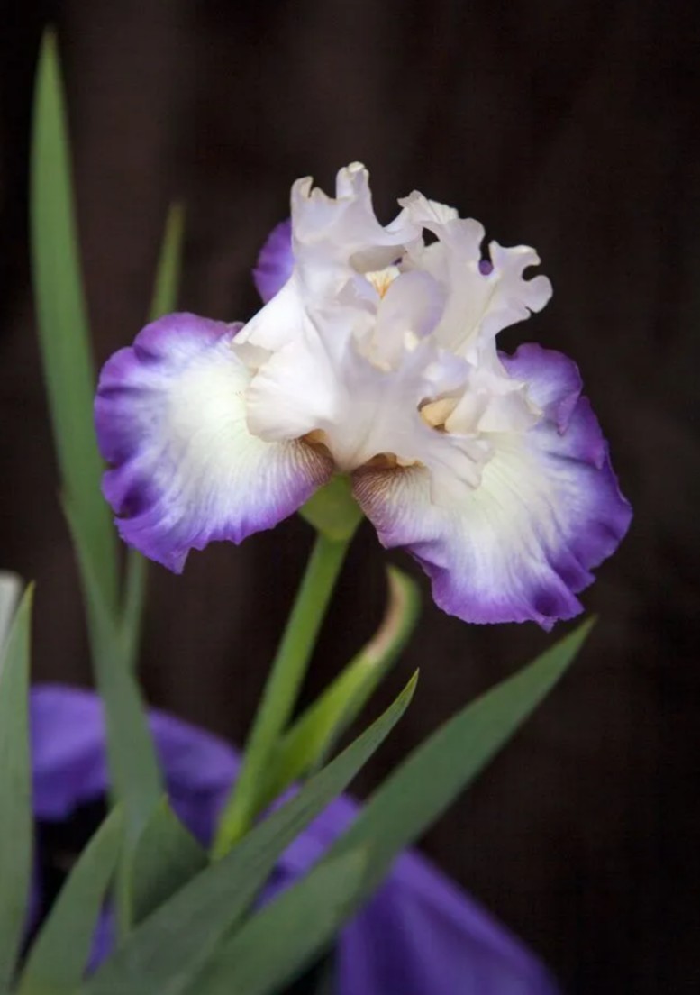 15 Iris Fresh Bearded Iris Rhizomes Mixed Varieties
