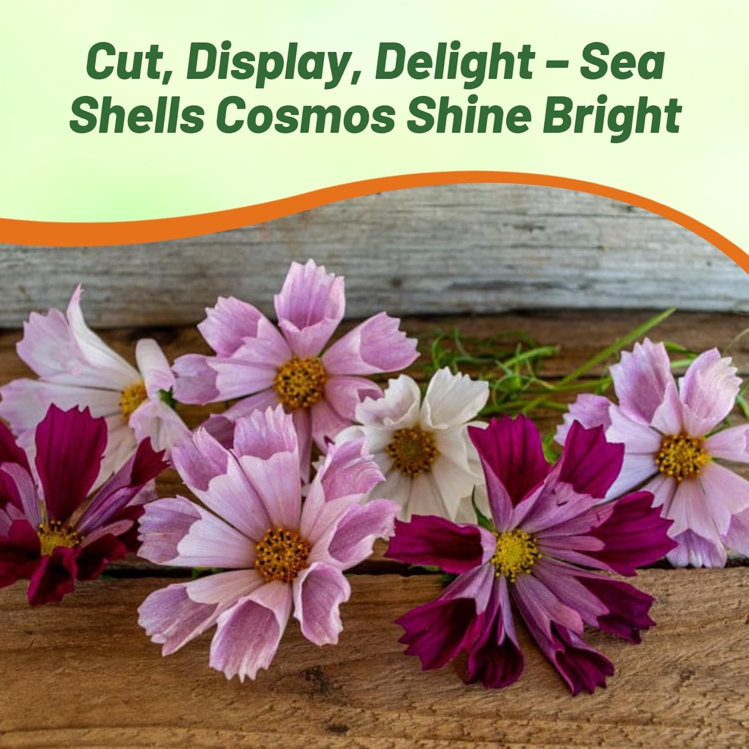 250 Seeds Drought Tolerant Cosmos Bipinnatus Sea Shells Garden Flower Seed MIx