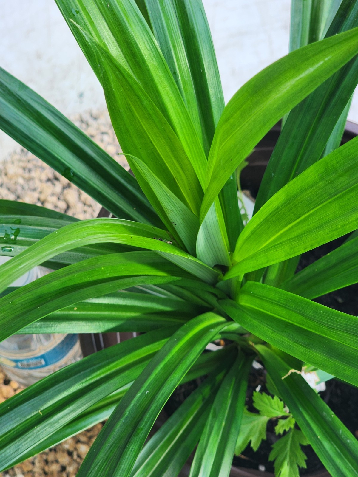 1 Live Pandan Leaf tree With Roots 15-17 Inches (lá Dứa – Planta de Pandan).