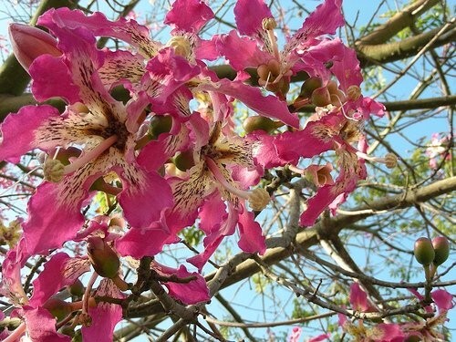 Ceiba Speciosa 10 Seeds, Hardy Pink Chorisia Kapok Silk Floss Garden Tree