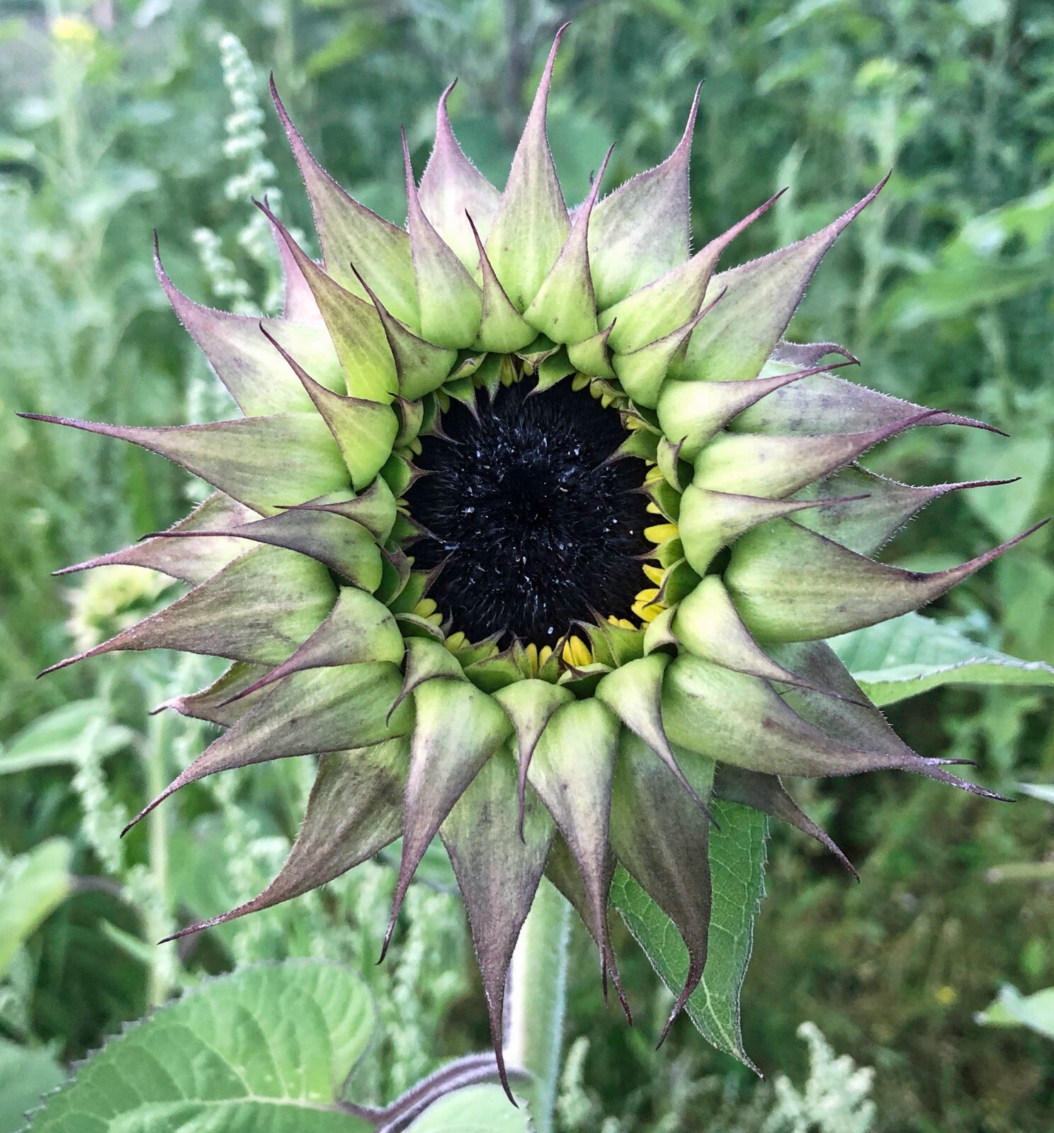Helianthus annus | SunFill Purple | 5 Seeds