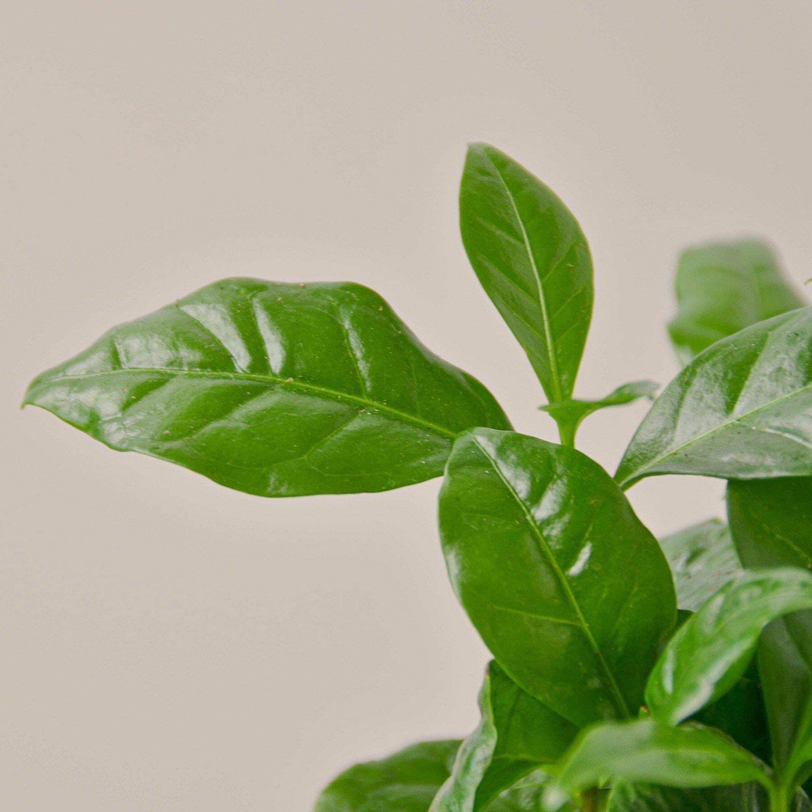 Arabica Coffee | Live Plant Indoor & Outdoor | Produce your own coffee