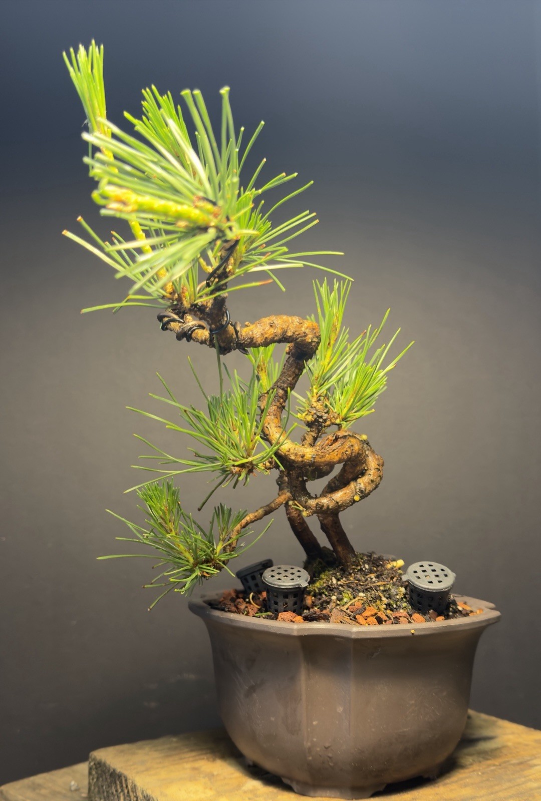 Bonsai Tree Japanese Black Pine Trained “Dragon” Style 11” Tall Plastic Grow Pot