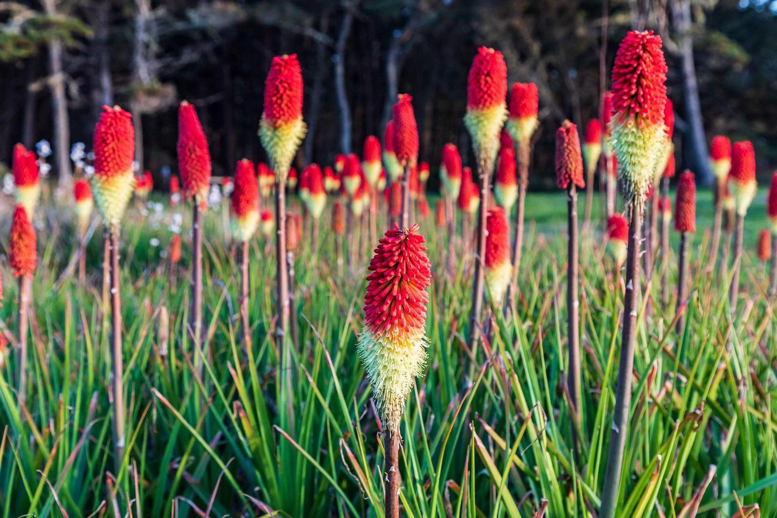 50 TORCH LILY Red Hot Poker / Tritoma / Kniphofia Uvaria Flower Seeds