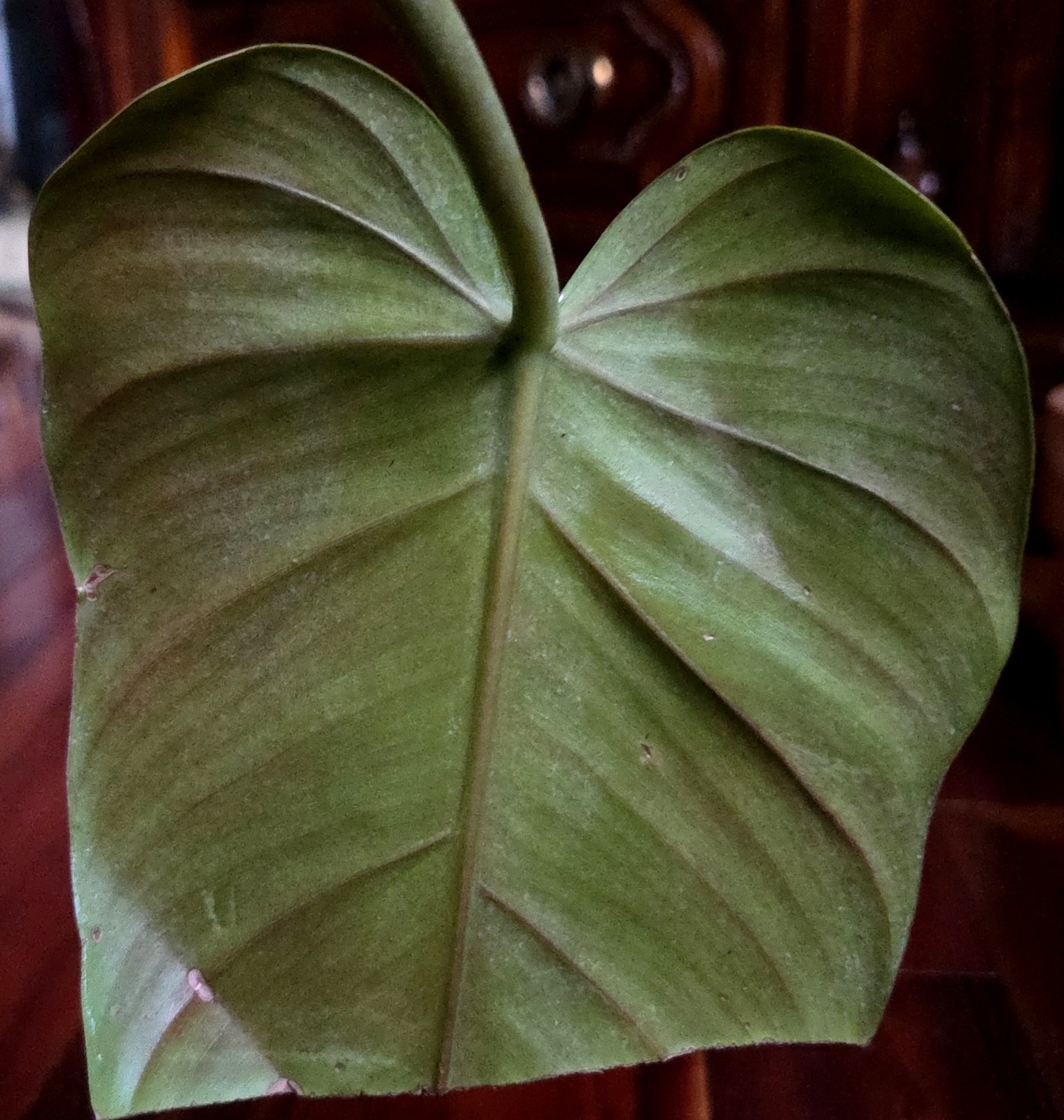 Rare Philodendron Variegated Golden Erubescens 18″ Tall Not Monstera Anthurium