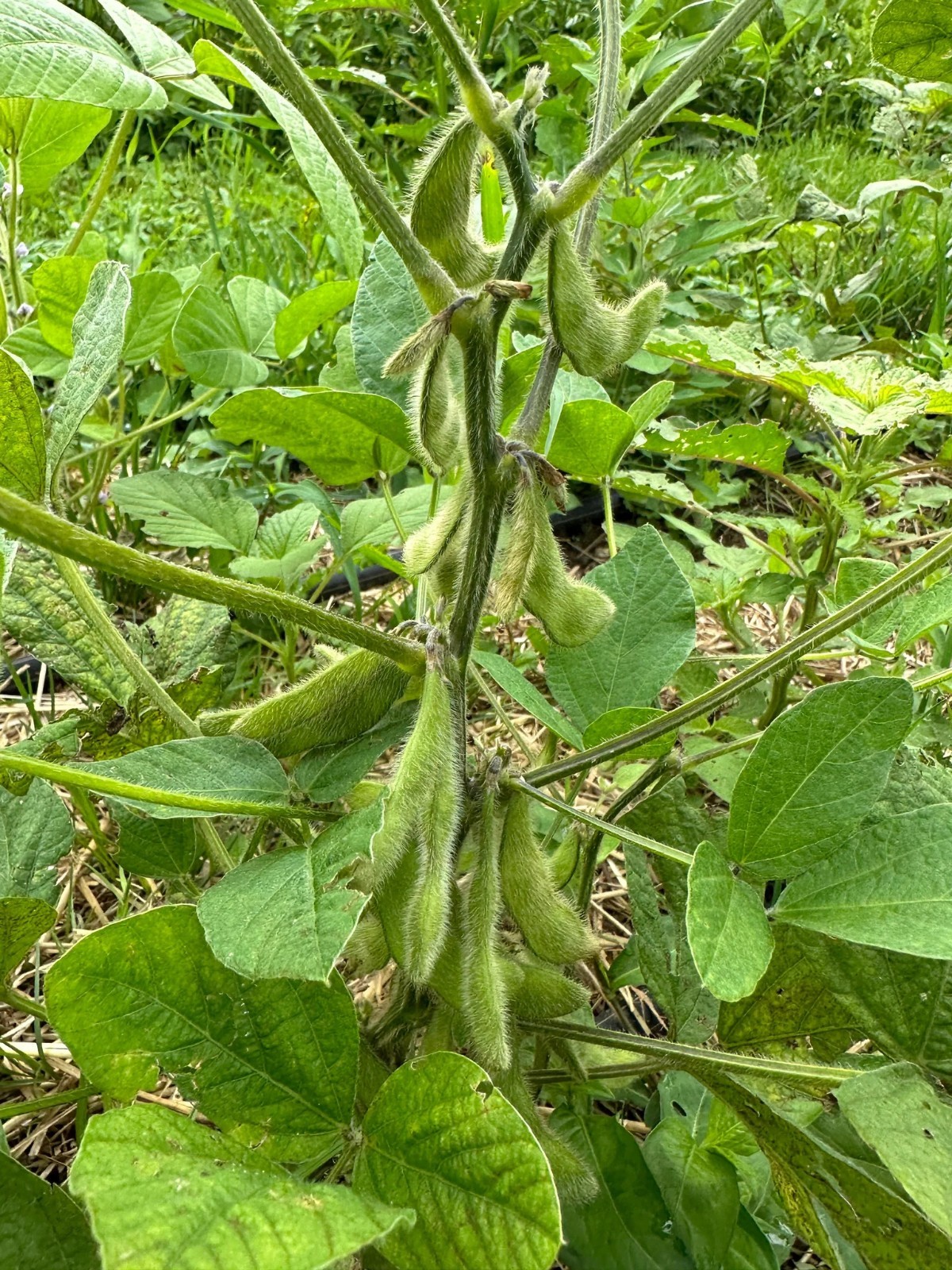 Midori Giant Edamame Soybean Seeds Heirloom Non-GMO Bush Bean 80 Days