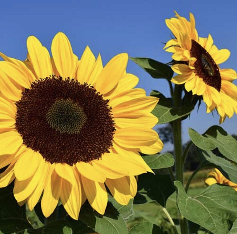 Sunflower, Maximilian, Helianthus – 30 Seeds – USA