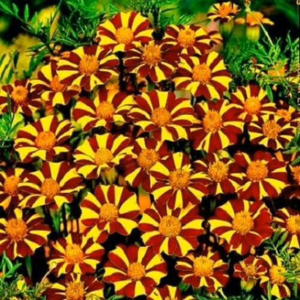 500 French Marigold Court Jester GMO 500 Seeds