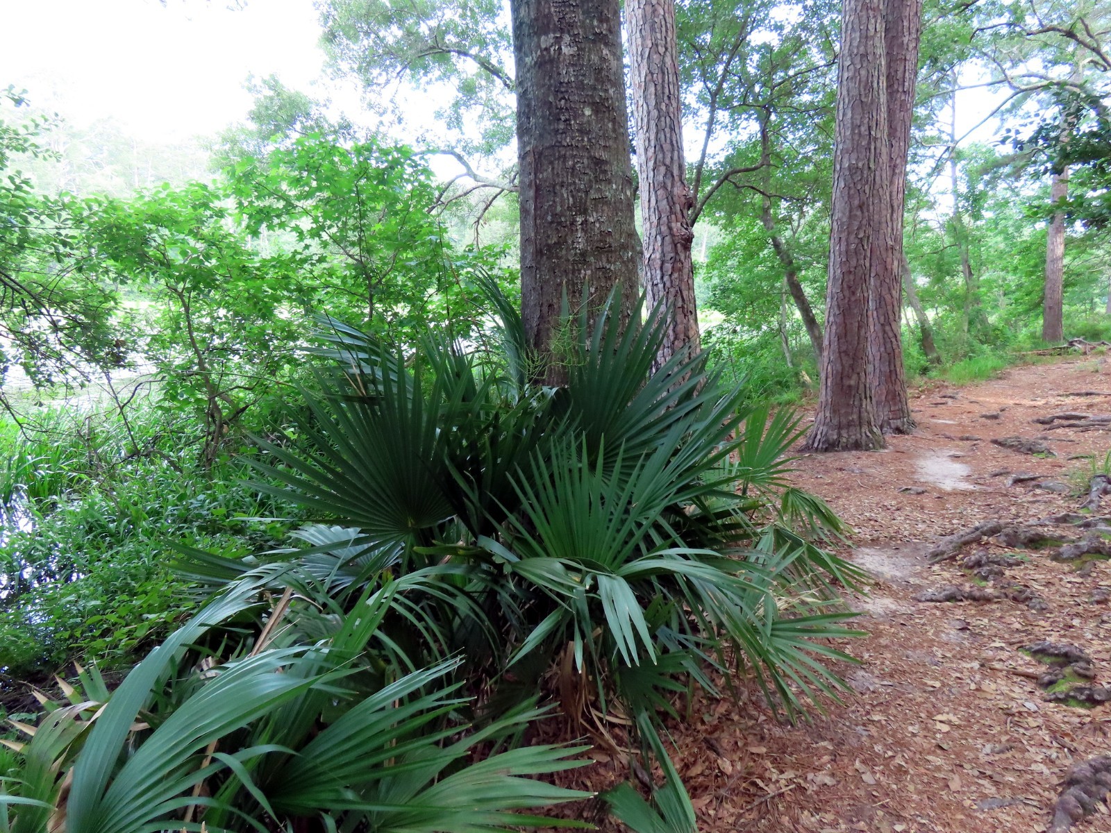 Dwarf Palmetto Palm Tree Seeds (Sabal minor) Cold Hardy Tropical Fan Palm