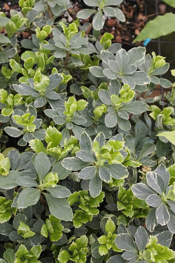 Pachysandra Variegated Silver Edge 25 Bare Root Plants