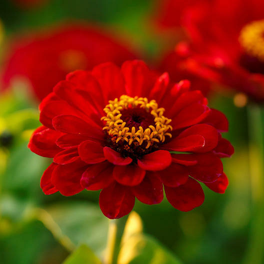 Zinnia METEOR Burgundy / Red Flowers Pollinators Butterflies Non-GMO 200 Seeds!