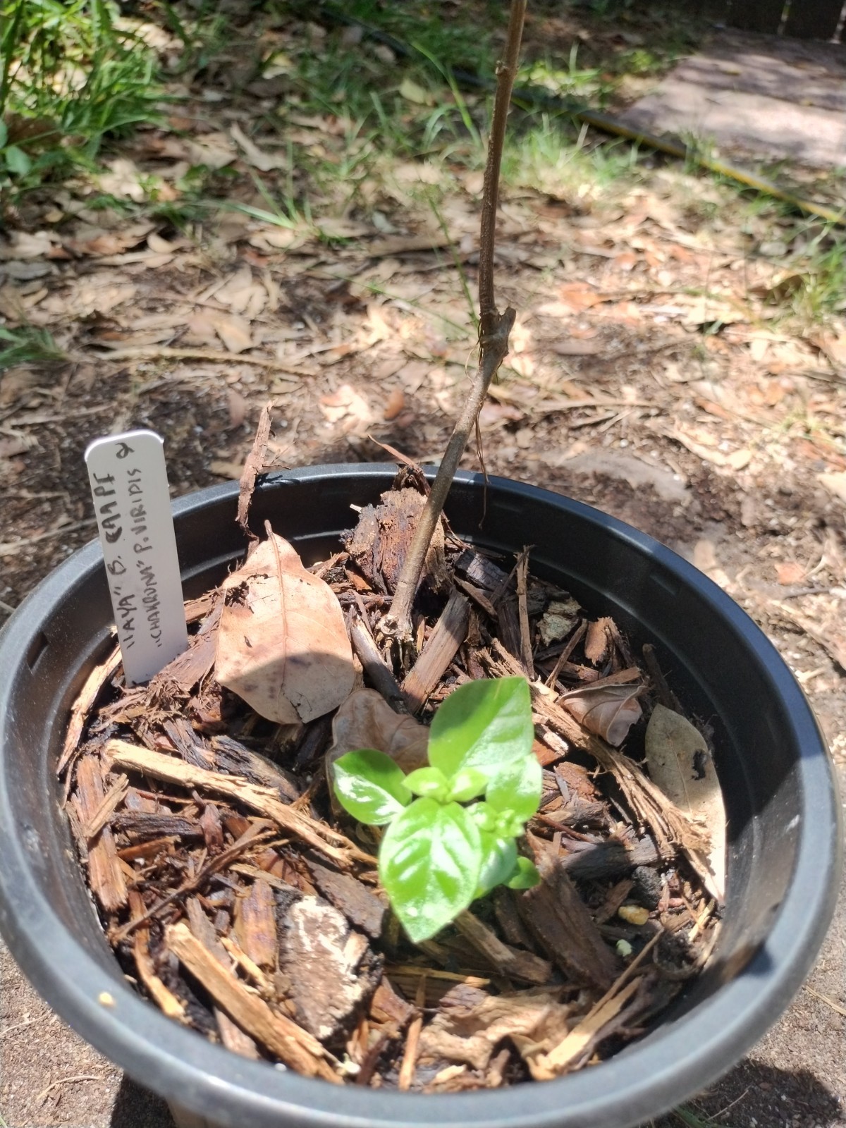 2 Plant Combo South American Psychotria V. And B. Caapi Plant In Same Pot # 2