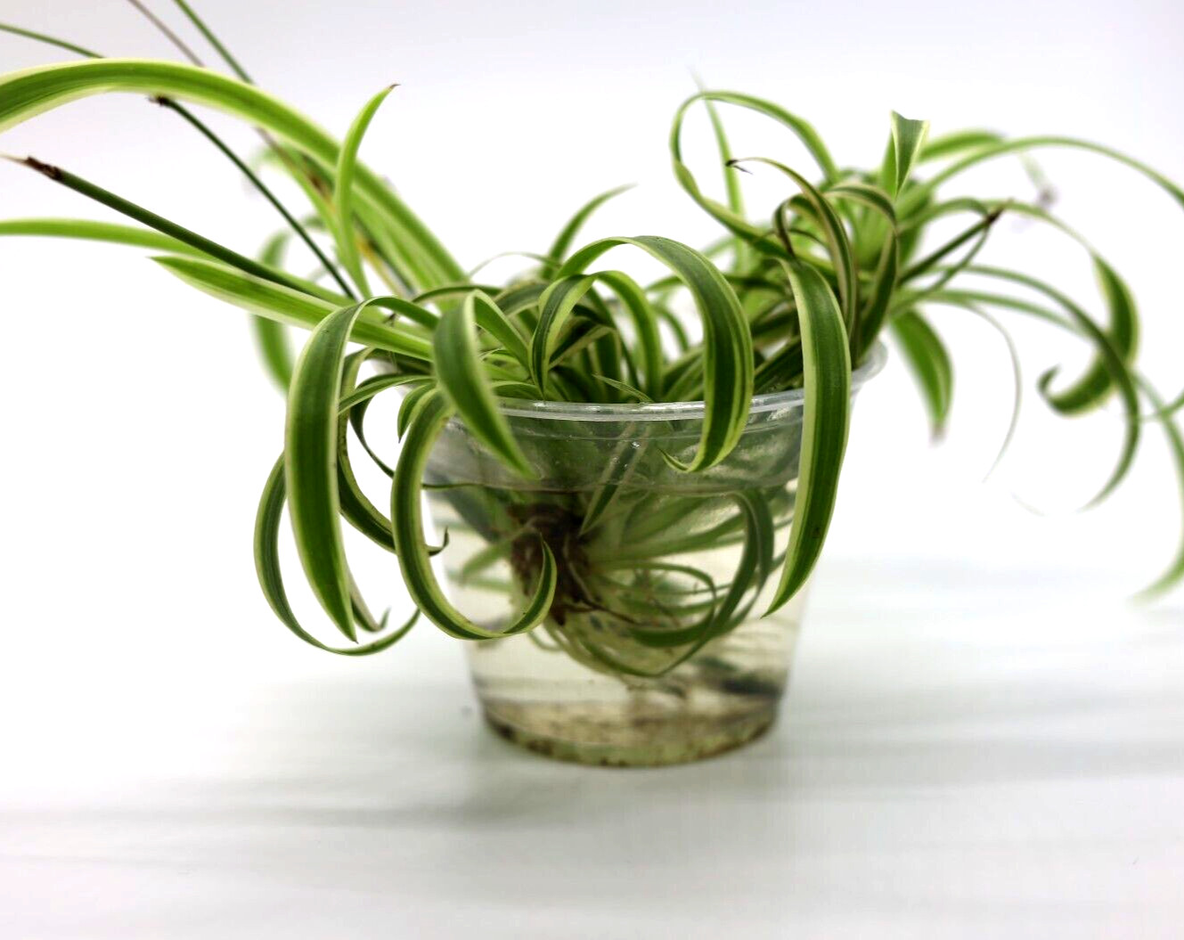 Green Live Spider Plants Variety 5 cuttings Chlorophytum Comosum Root ready