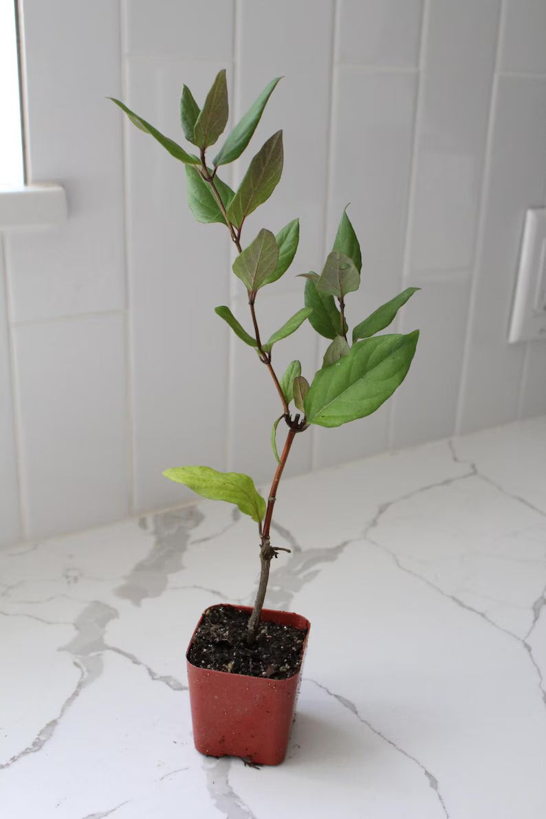 Purple Honeysuckle Vine, 2 Inch Pot, Hardy Climbing Garden Plant, Fast Growing
