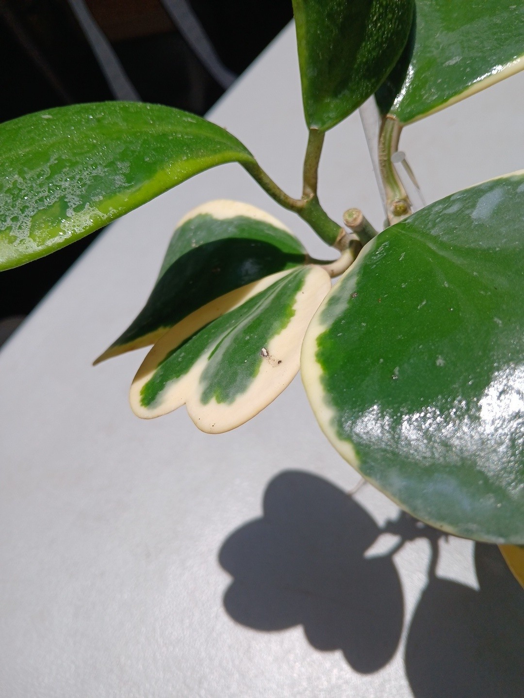 #913- HOYA KERRI VARIEGATED LIVE PLANT, LARGE LEAF, LARGE PLANT,
