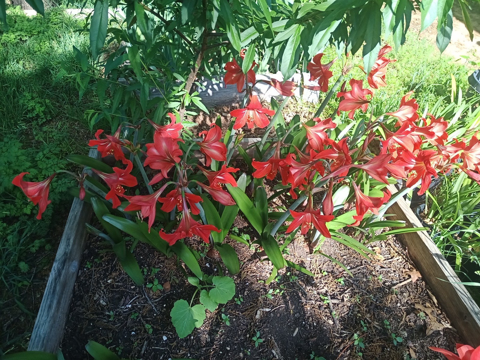 (4) AMARYLLIS HIPPEASTRUM BULBS REDISH-ORANGE WITH YELLOW GARDEN FLOWERS PLANTS