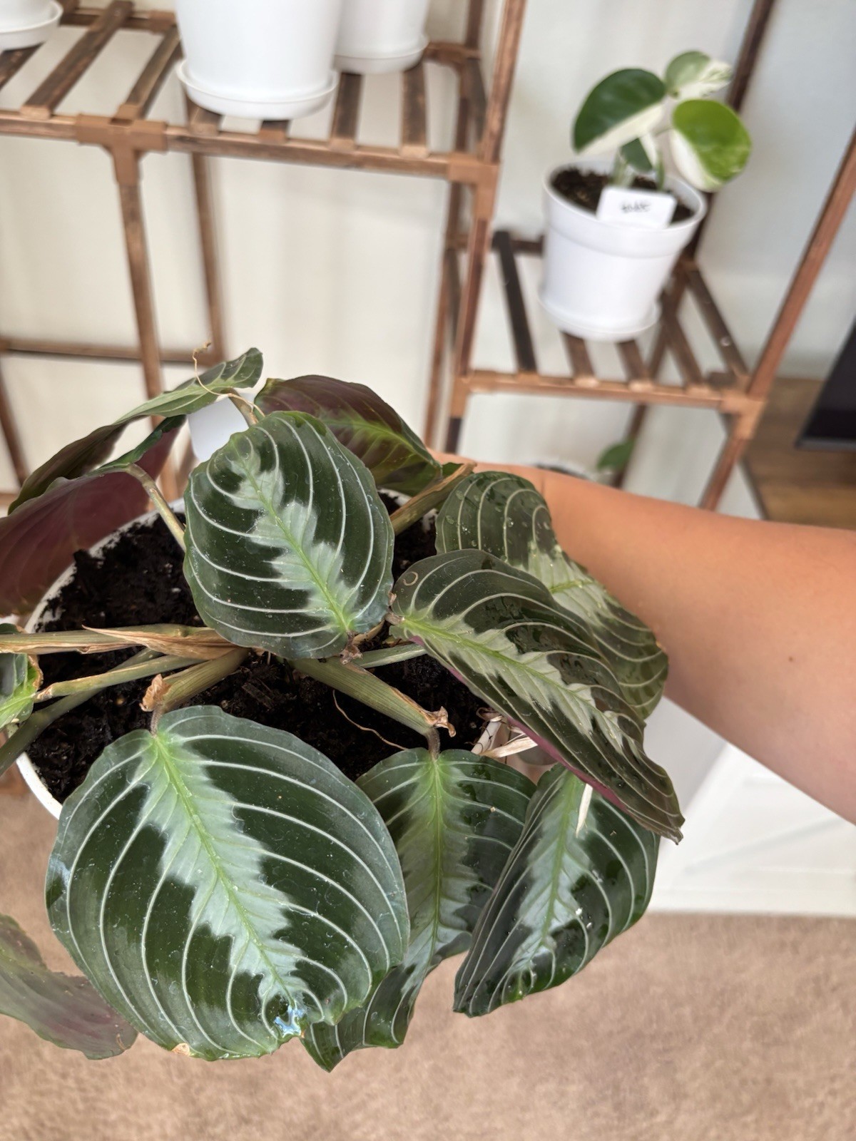 Marantha Black Prayer 6″ Pot Rare Exact Plant #010