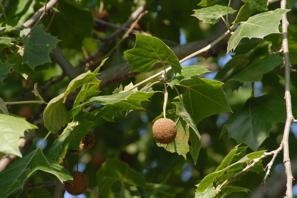 American Sycamore Tree – 24-36″ Tall Seedling, Live Plant, Platanus occidentalis