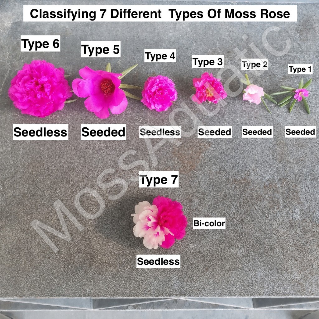Moss Rose ( Portulaca Grandiflora ) , Neon Yellow , 10 unrooted Cutting #10