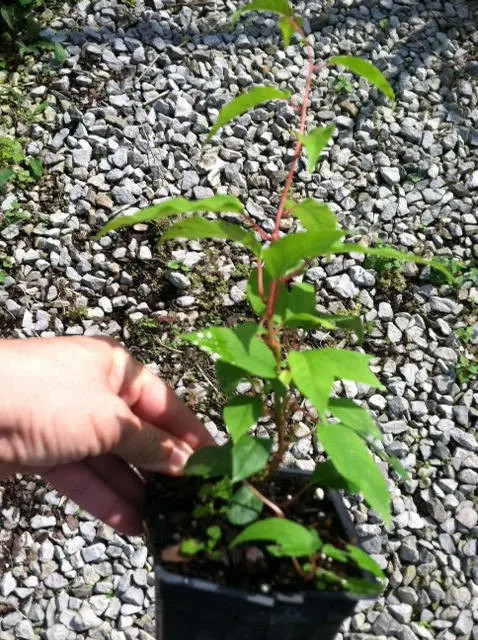 5 Hardy Kiwi 4 Issai and one male in 3.5 Inch Containers (3 Pots of Plants)