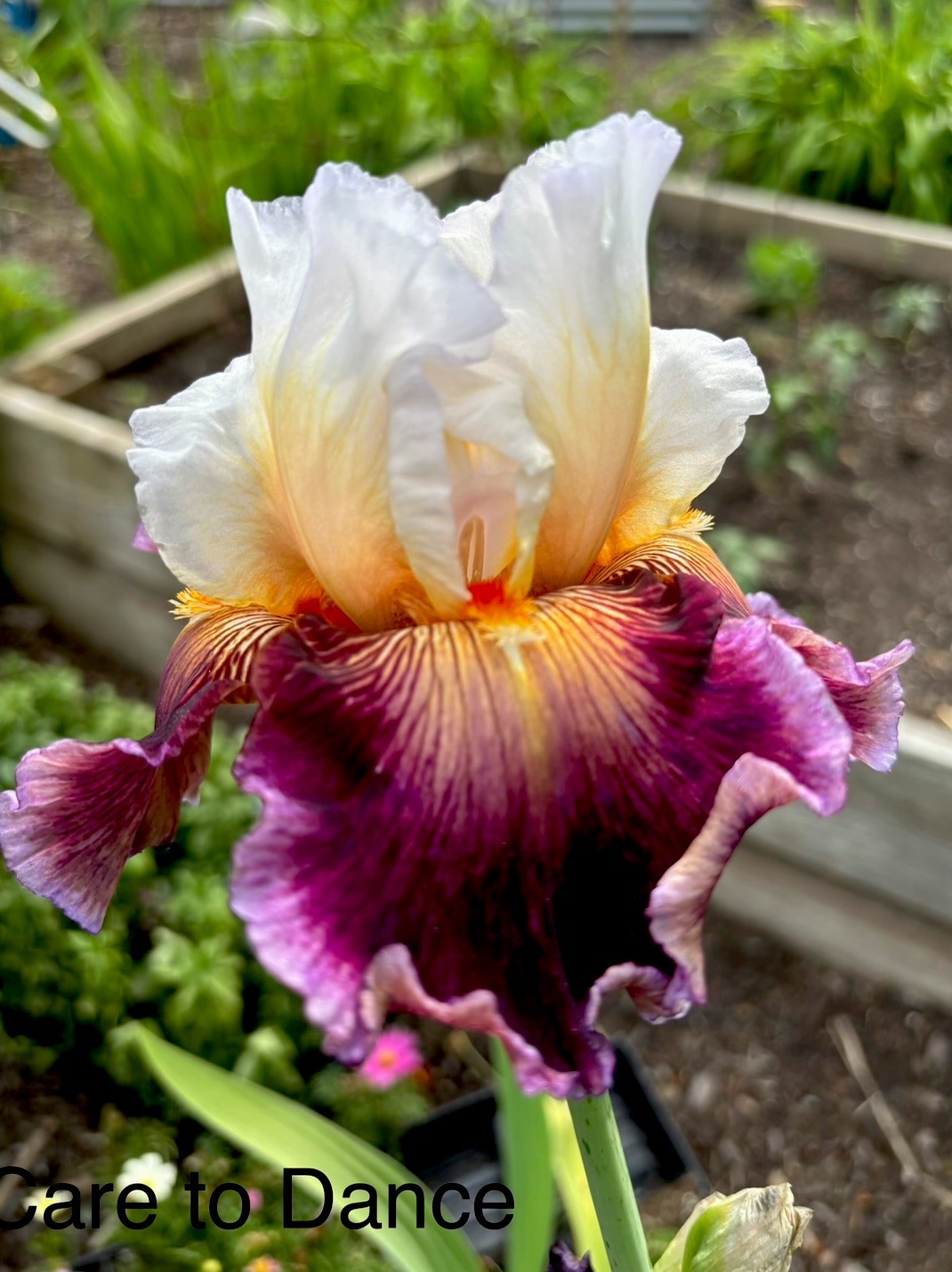 Care To Dance Bearded Iris Rhizome Perennial