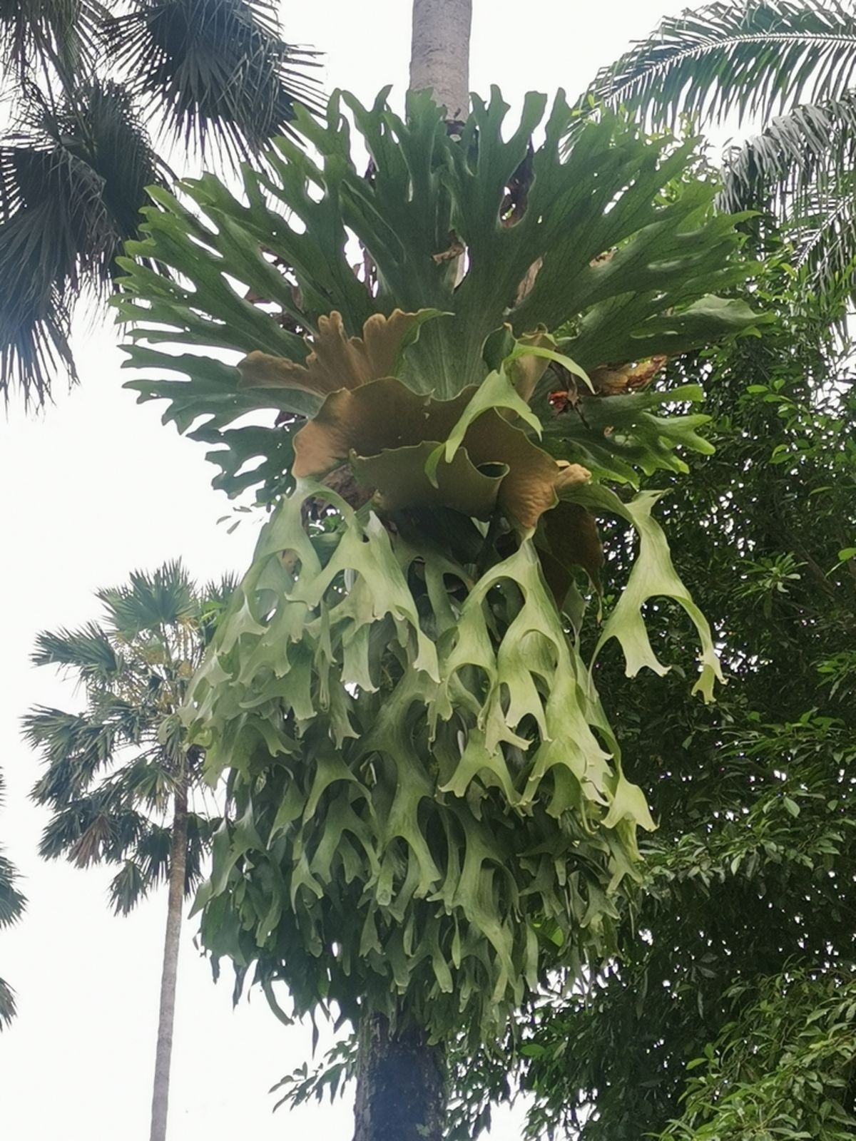 PLATYCERIUM HOLTUMII- Beautiful staghorn fern! – cedar mounted solitary species!