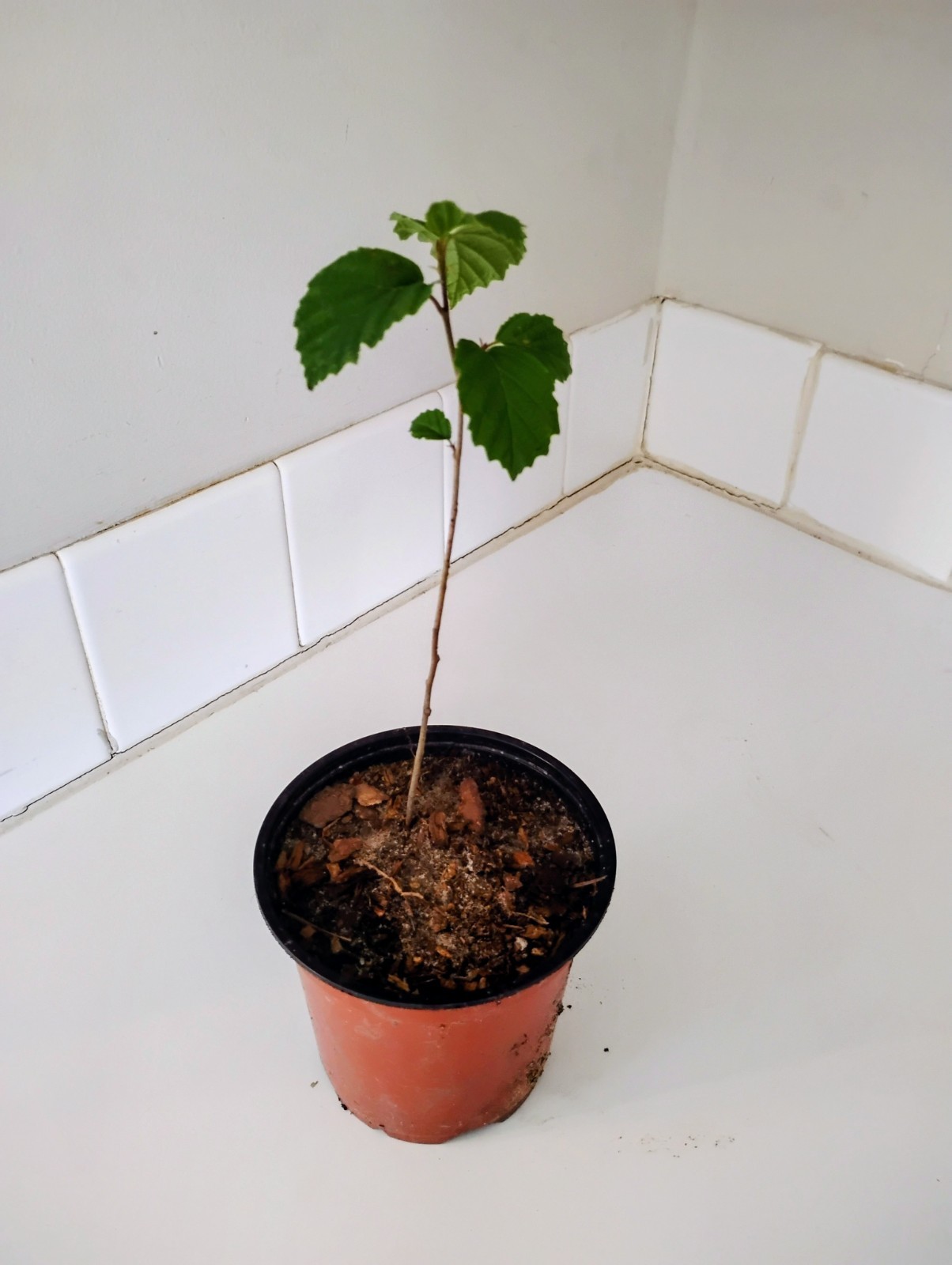 American Witch Hazel Shrub, 1 Quart Pot.