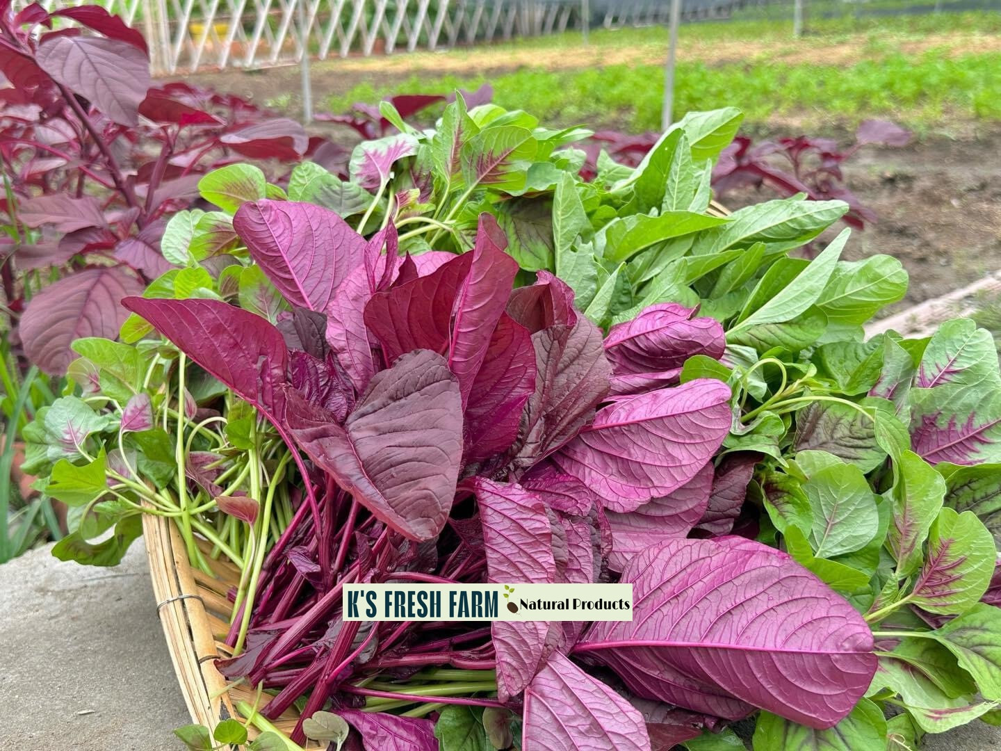 Red/Green/Garnet/Rice Spinach Amaranth Seeds-Hạt Giống Rau Dền Đỏ/Xanh/BaMàu/Cơm
