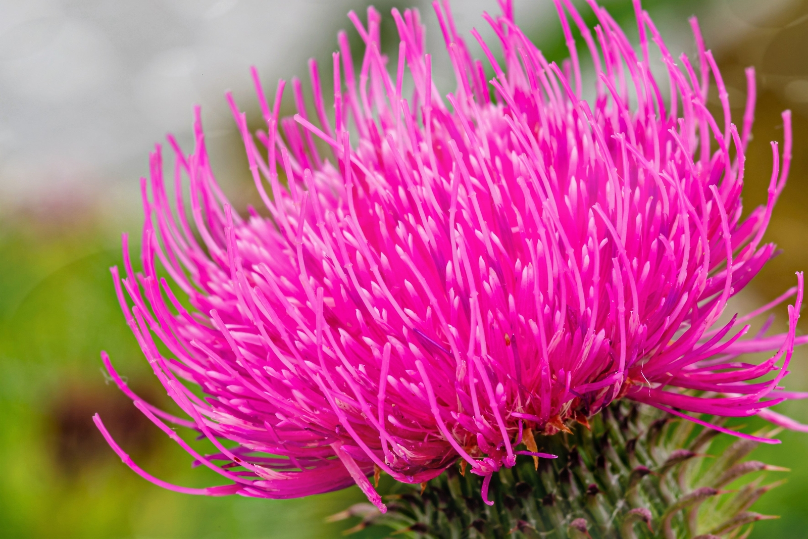 100 ORGANIC Blessed MILK THISTLE Silybum Marianum Hummingbird Purple Flower Seed