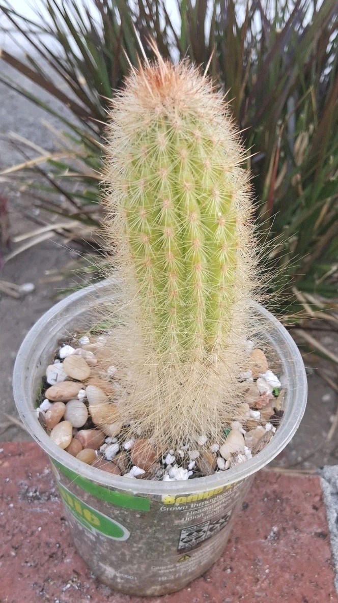 Trixanthocereus Blossfeldiorum Cactus Beautiful Fluff At Base! Red Spines On Top