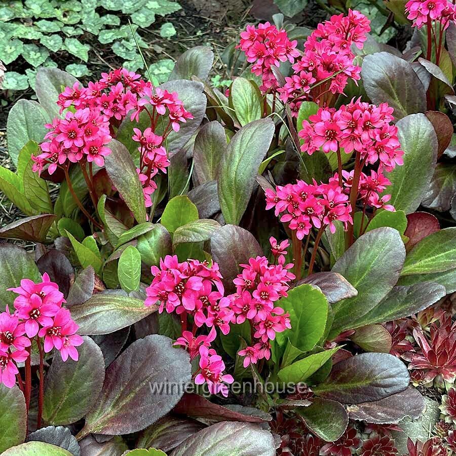 Bergenia, Early Brilliance Magenta, Pigsqueak, Container Size: 4.5″