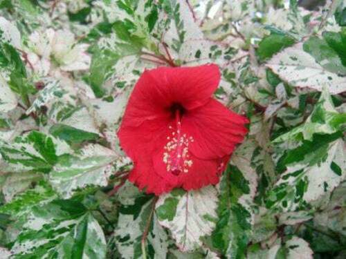 SNOW QUEEN Tropical Hibiscus Plant Variegated Green White Leaves and Red Flower