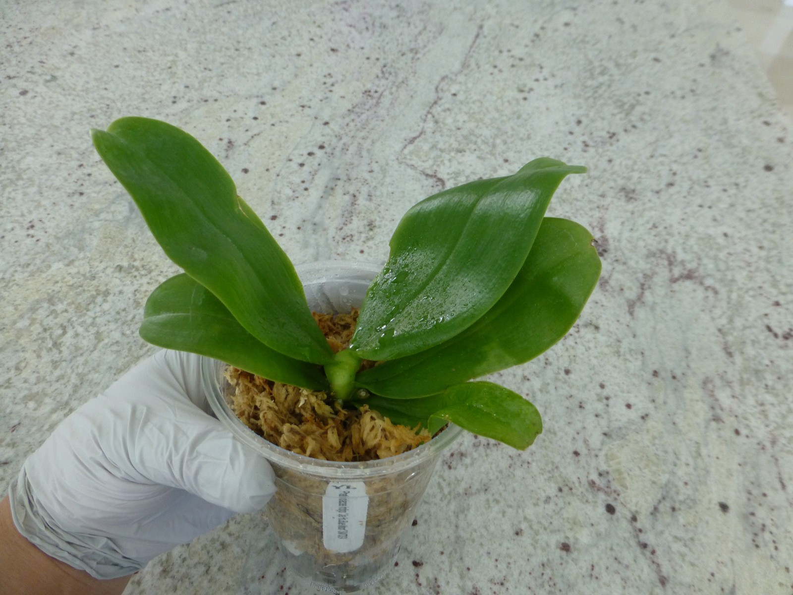Phalaenopsis Orchid Phal. violacea indigo ‘Jia Ho Blue Moon’ In 3.5″ Pot