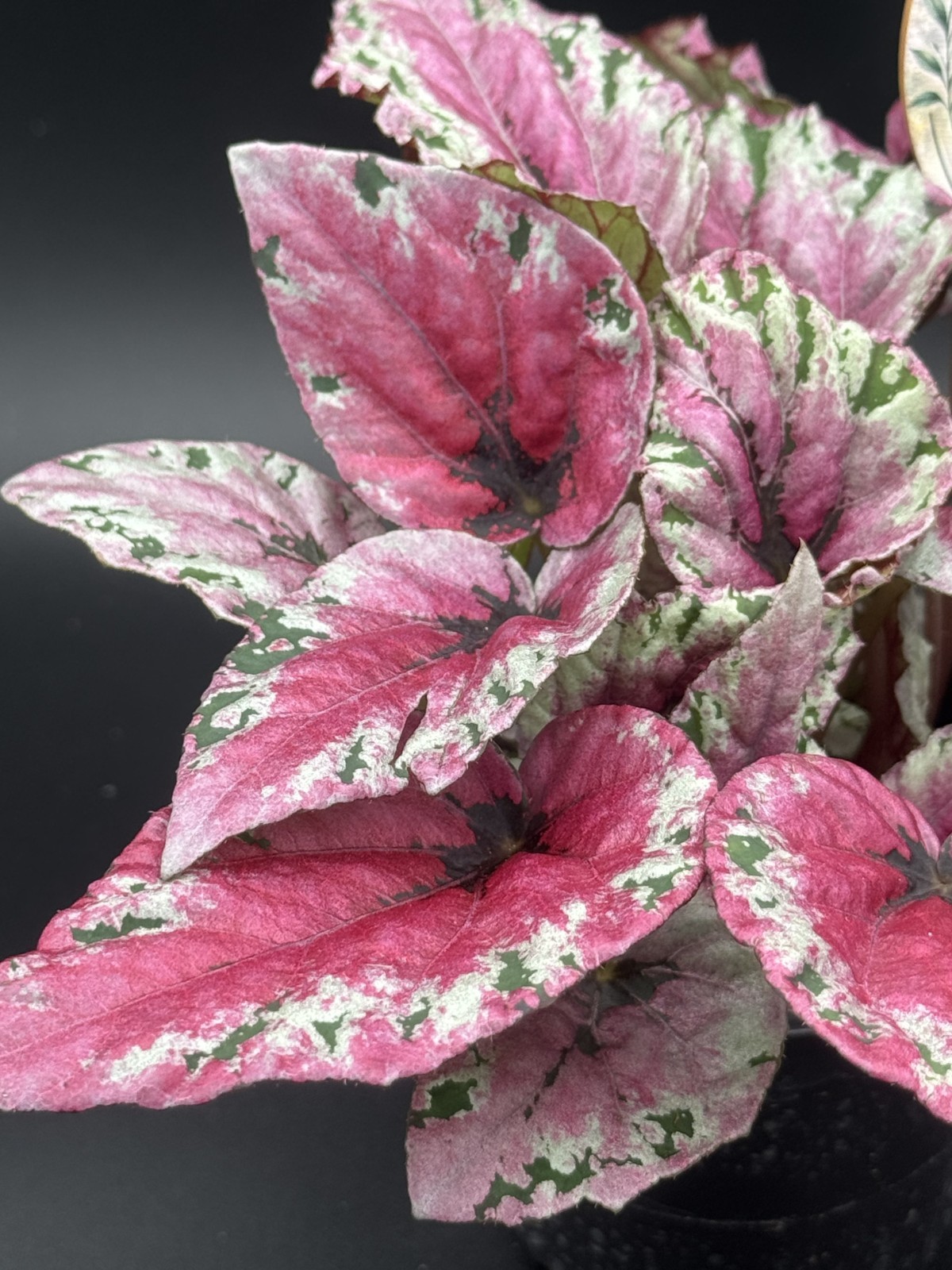 Maui Sunset Begonia – 4″ Pot Live Plant – Free Shipping