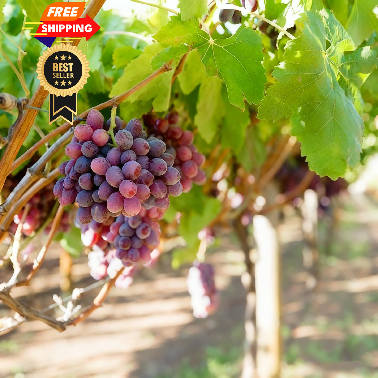 100+ Grape Fruit Seeds for Planting, Vitis vinifera Seed, Non-GMO Red