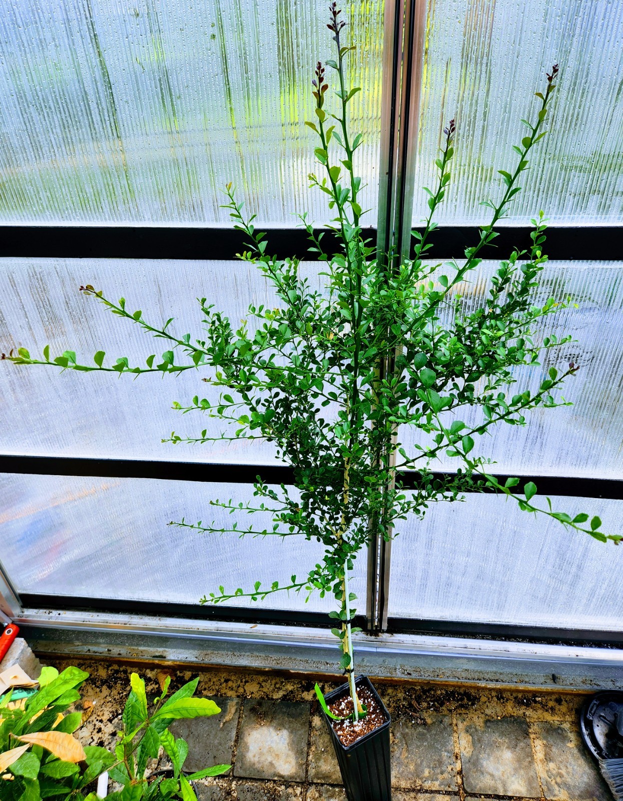 Red Finger Lime Tree – 36″-48″ Tall Fruit Caviar Tree- With 2Day SHIPPING