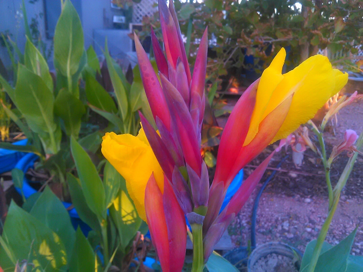 Striped Beauty Yellow Canna Lily & King Humbert Canna Pond Plant Bog Marginal